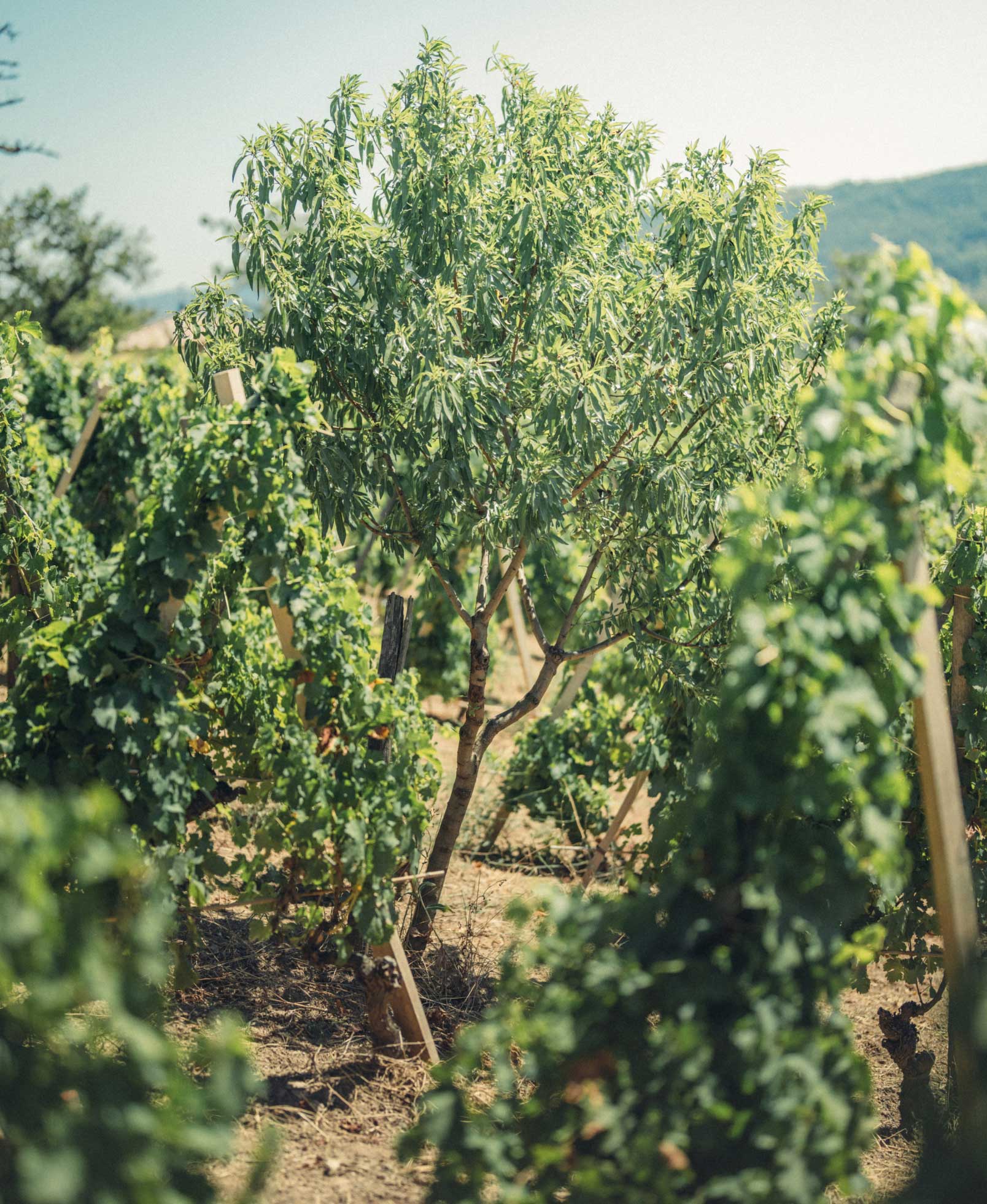 domaine grillet