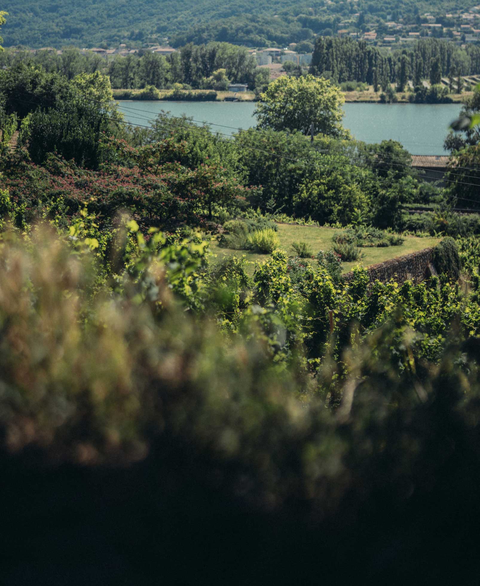 terroir vignes